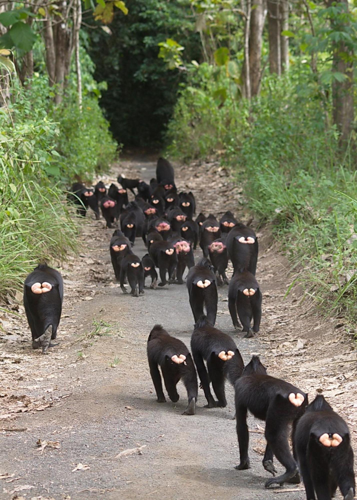 Tangkoko Macaca Hotel Rinondoran Luaran gambar