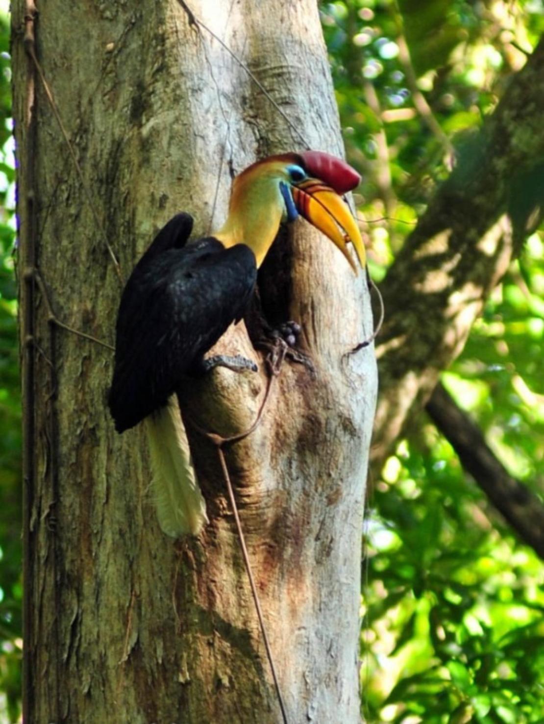 Tangkoko Macaca Hotel Rinondoran Luaran gambar