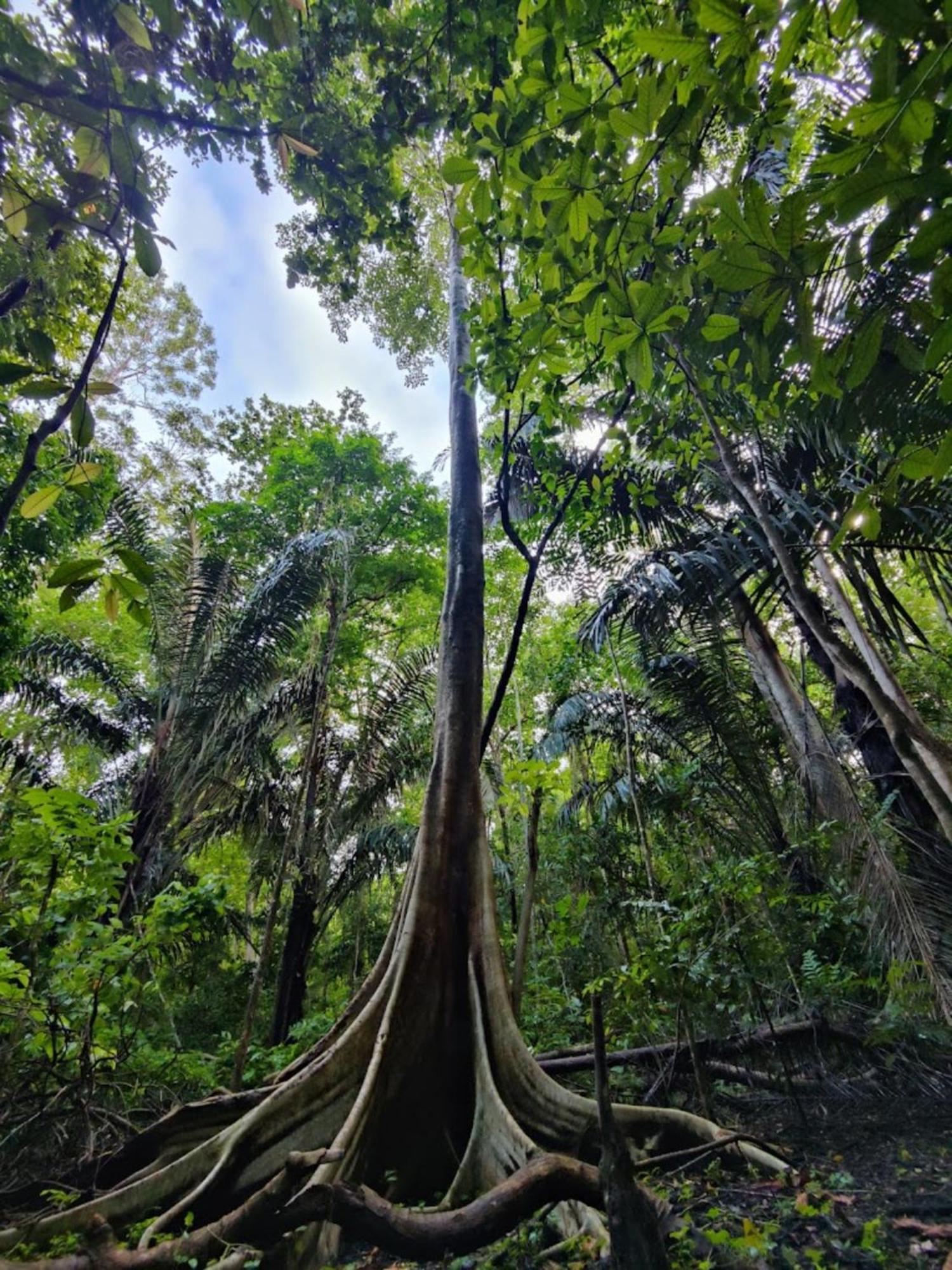 Tangkoko Macaca Hotel Rinondoran Luaran gambar