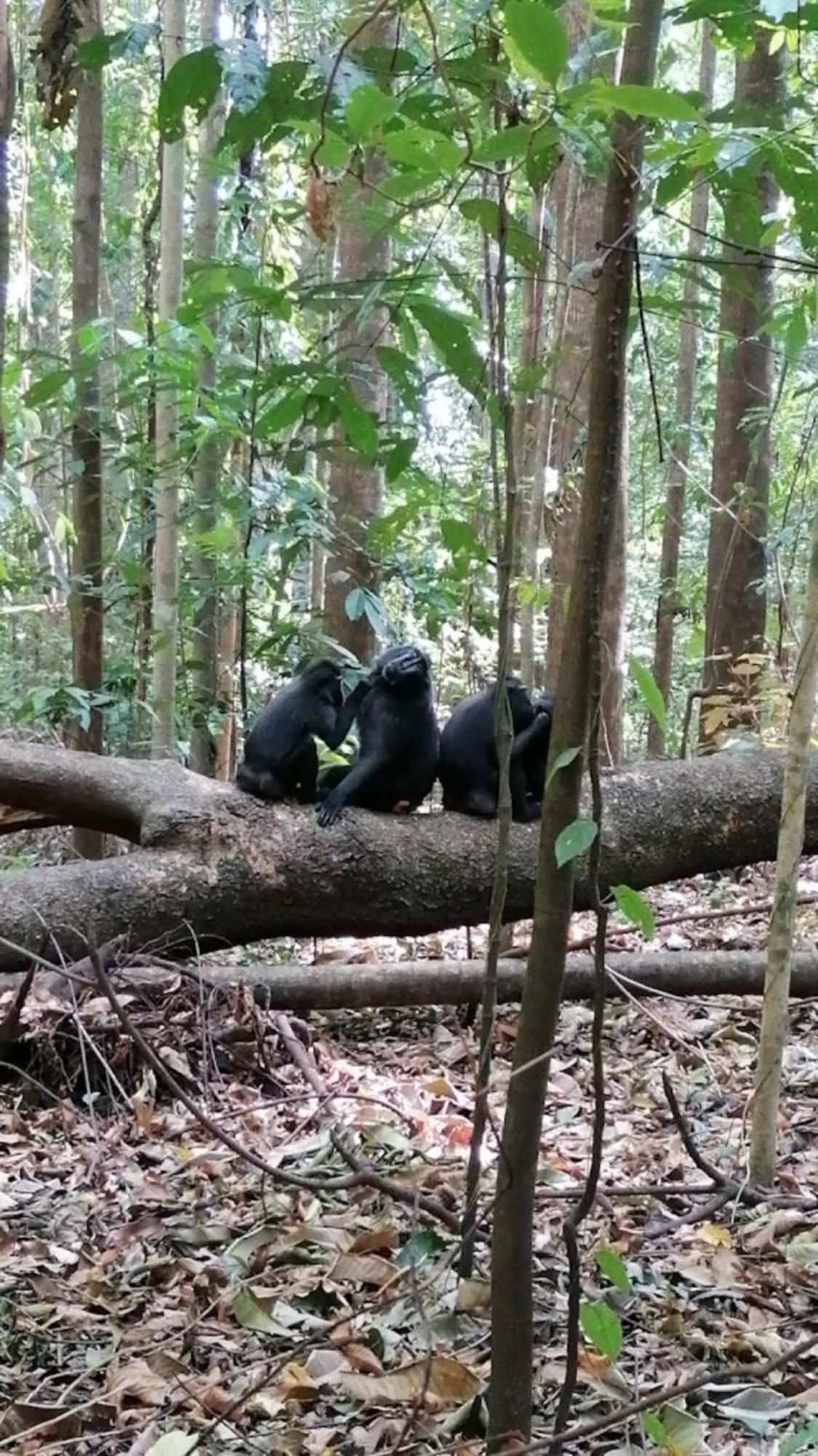 Tangkoko Macaca Hotel Rinondoran Luaran gambar